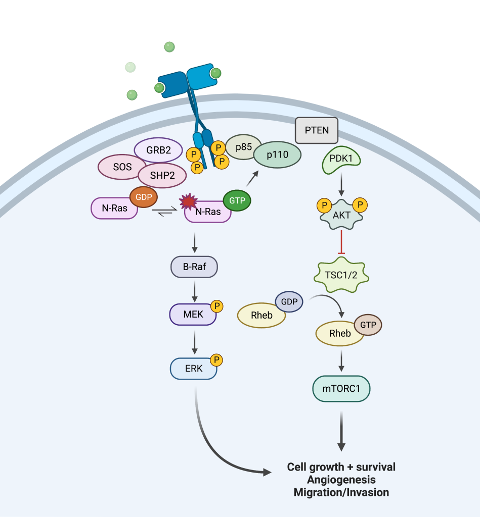 PI3K/Akt, RAS/MAPK and JAK/STAT signaling pathways