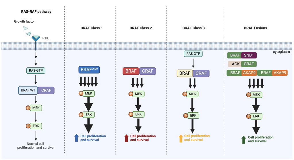 Diagram of BRAF signaling through the MAPK pathway